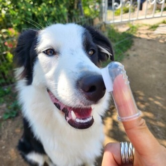 케이스 포함 강아지 투명 실리콘 칫솔 휴대용