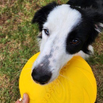 강아지 터그놀이 고무 원반 애견 장난감 훈련용품